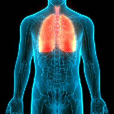 İnsan Solunum Sistemi Anatomiyi Akciğerledi