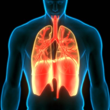Diyafram Anatomisi ile İnsan Solunum Sistemi Akciğerleri