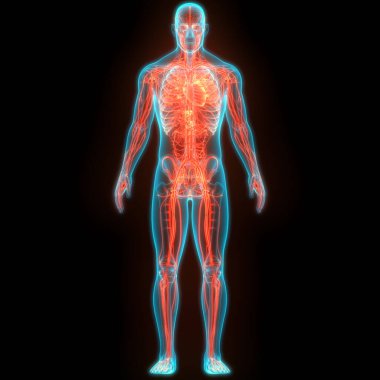 İnsan Sindirim Sistemi Anatomisi. Üç Boyut