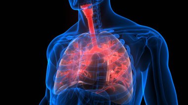 İnsan Solunum Sistemi Anatomiyi Akciğerledi