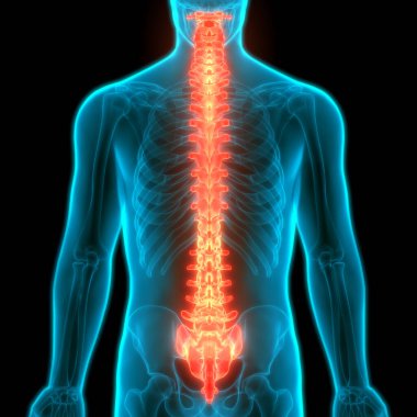 İnsan İskelet Sistemi Anatomisinin Omurları