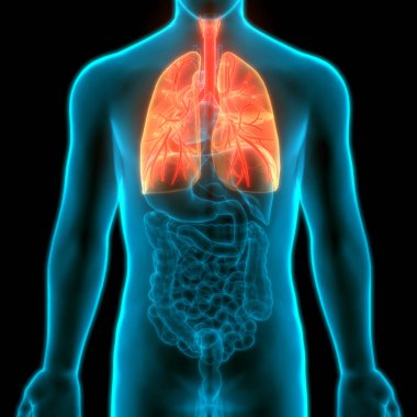 İnsan Solunum Sistemi Anatomiyi Akciğerledi