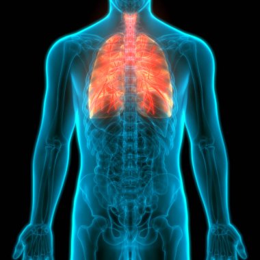 İnsan Solunum Sistemi Anatomiyi Akciğerledi