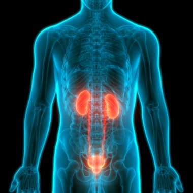 Mesane Anatomisi olan İnsan İdrar Sistemi Böbrekleri