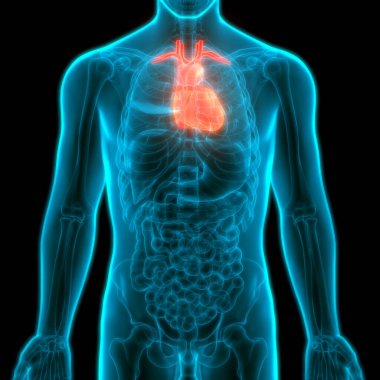 İnsan Kalbi Anatomisi çizimi. 3d