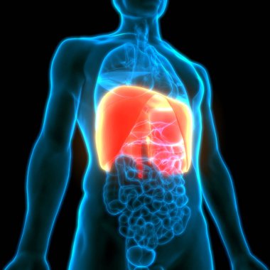 İnsan Vücut Organları (Diyafram Anatomisi). Üç Boyut