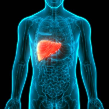 İnsan Vücut Organları Anatomisi (Karaciğer). 3d