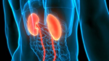 Mesane Anatomisi olan İnsan İdrar Sistemi Böbrekleri