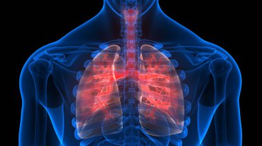 İnsan Solunum Sistemi Anatomiyi Akciğerledi