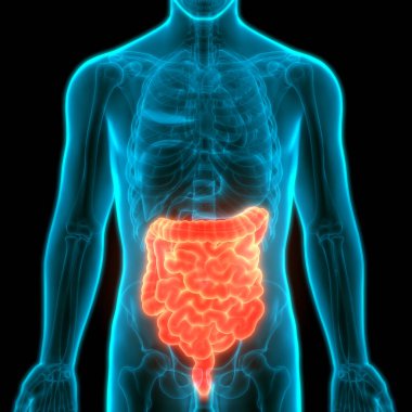 İnsan Sindirim Sistemi Geniş ve İnce Bağırsak Anatomisi