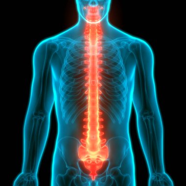 İnsan İskelet Sistemi Anatomisinin Omurları