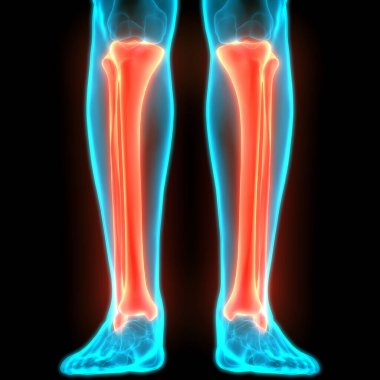 İnsan iskeleti bacak eklemi anatomisi. 3D - Görüntü