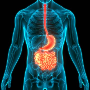 İnsan Sindirim Sistemi İnce Bağırsak Anatomisi. Üç Boyut