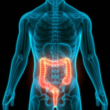 İnsan Sindirim Sistemi İnce bağırsak Anatomisi. 3d