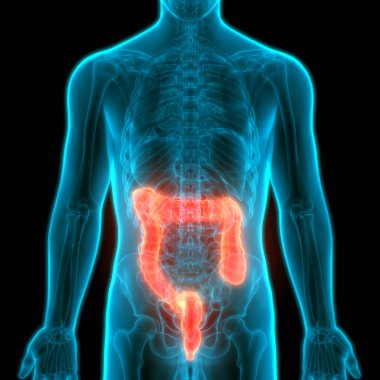 İnsan Sindirim Sistemi Kalın Bağırsak Anatomisi