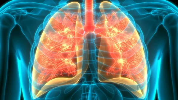 Sistema Respiratorio Humano Pulmones Anatomía —  Fotos de Stock