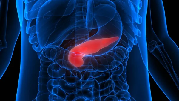Anatomia Pancreasului Organe Interne Umane — Fotografie, imagine de stoc