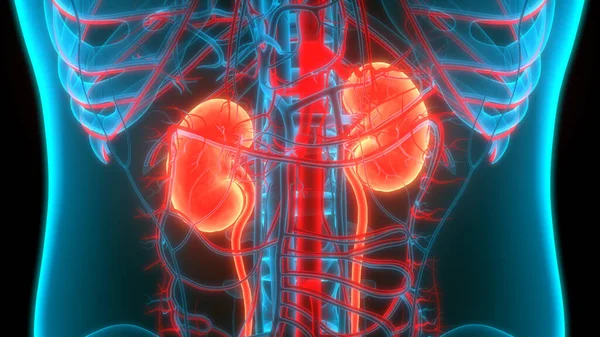 膀胱解剖的人类泌尿系统肾 — 图库照片