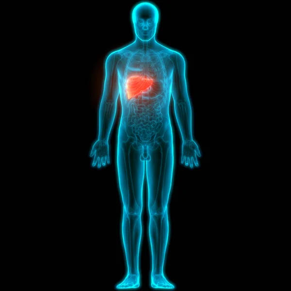 Anatomía Del Hígado Del Órgano Digestivo Interno Humano — Foto de Stock