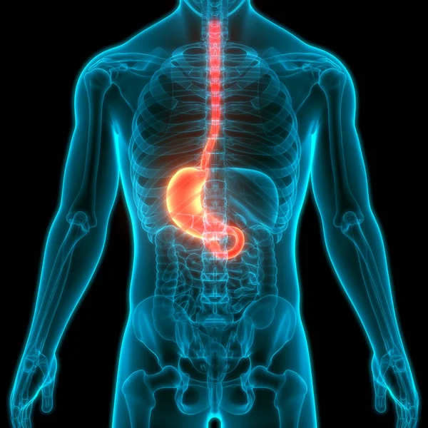 人类消化系统的胃解剖 — 图库照片
