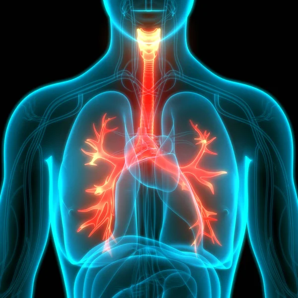 Anatomia Polmonare Del Sistema Respiratorio Umano — Foto Stock