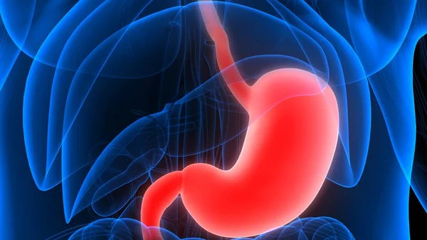 Apparato Digerente Umano Stomaco Con Piccolo Intestino Anatomia — Foto Stock