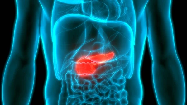 Anatomia Del Pancreas Dell Organo Interno Umano — Foto Stock