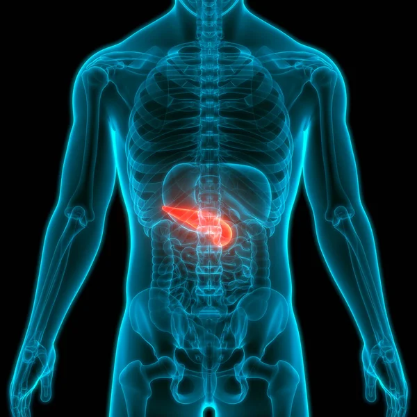 Human Internal Organ Pancreas Anatomy — стокове фото