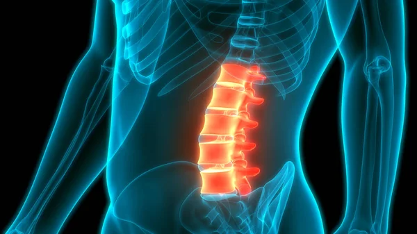 Wervelkolom Lumbar Wervels Van Het Menselijk Skelet Systeem Anatomie — Stockfoto