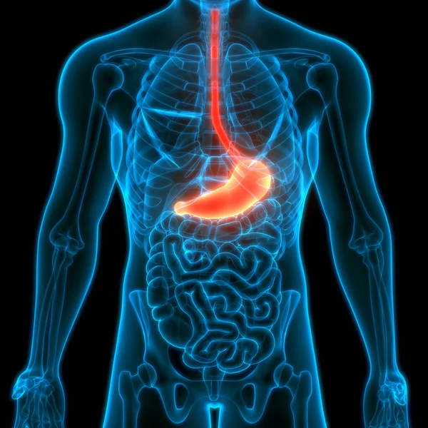 Estómago Del Sistema Digestivo Humano Con Anatomía Del Intestino Delgado — Foto de Stock