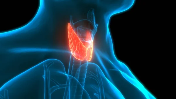 Emberi Test Mirigyek Pajzsmirigy Gland Anatómia — Stock Fotó