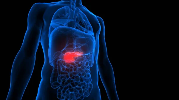 İnsan İç Organ Pankreası Anatomisi. Üç Boyut