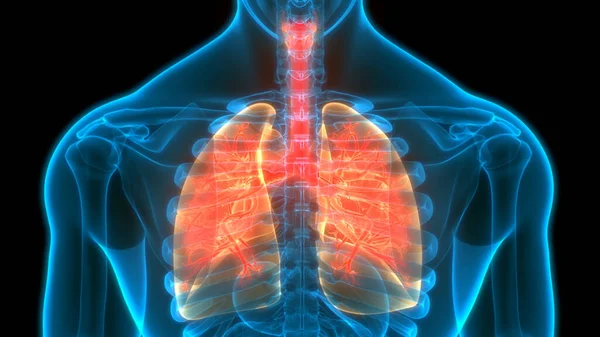 Sistema Respiratorio Humano Pulmones Anatomía — Foto de Stock