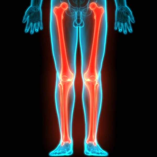 Sistema Esqueleto Humano Pernas Ossos Articula Anatomia Ilustração — Fotografia de Stock
