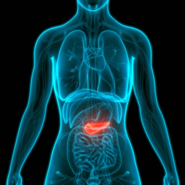 Anatomia Del Pancreas Dell Organo Interno Umano — Foto Stock