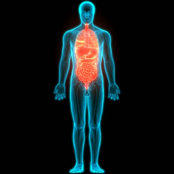 Anatomia Órgãos Internos Completa Humana — Fotografia de Stock
