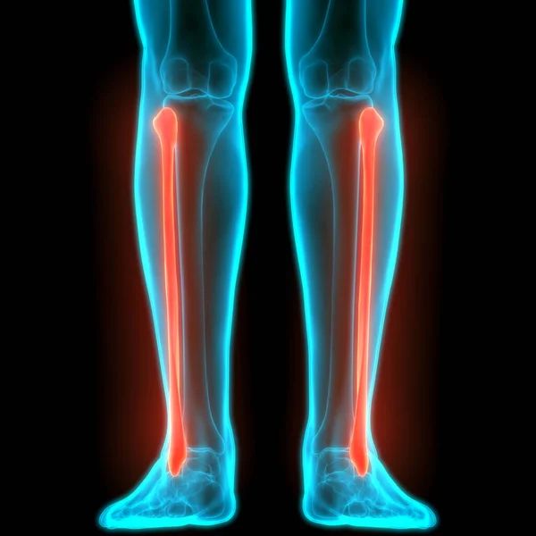 Ludzki System Szkieletowy Nogi Kości Stawy Anatomia Ilustracja — Zdjęcie stockowe