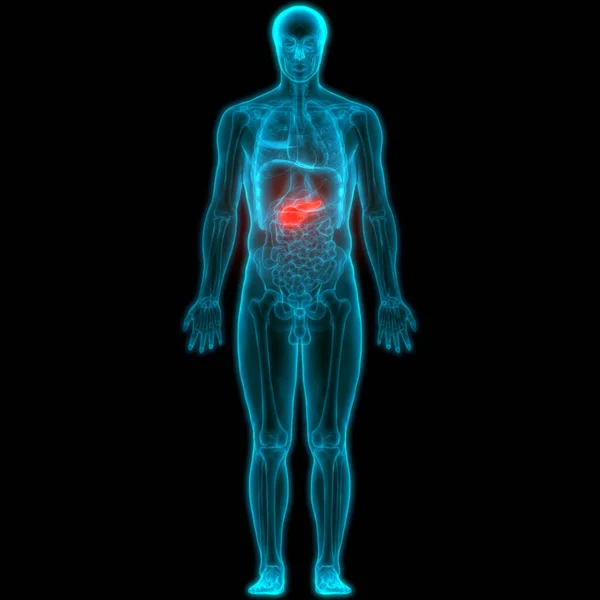 人体器官胰腺解剖 — 图库照片