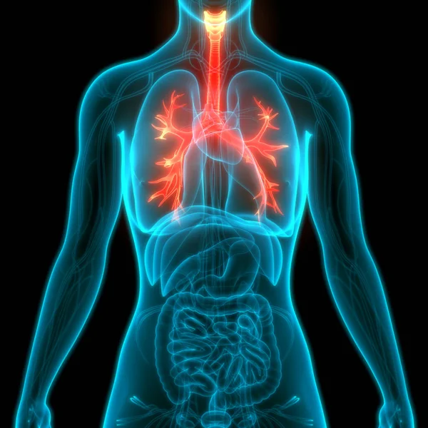 Sistema Respiratorio Humano Pulmones Anatomía — Foto de Stock