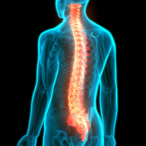 Columna Vertebral Anatomía Del Sistema Esquelético Humano —  Fotos de Stock