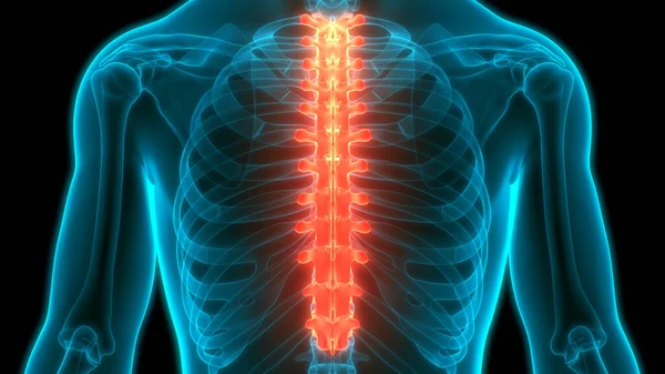 Coluna Vertebral Vértebras Torácicas Anatomia Sistema Esqueleto Humano — Fotografia de Stock