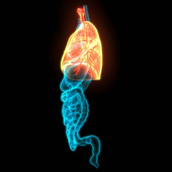 Anatomia Polmonare Del Sistema Respiratorio Umano — Foto Stock