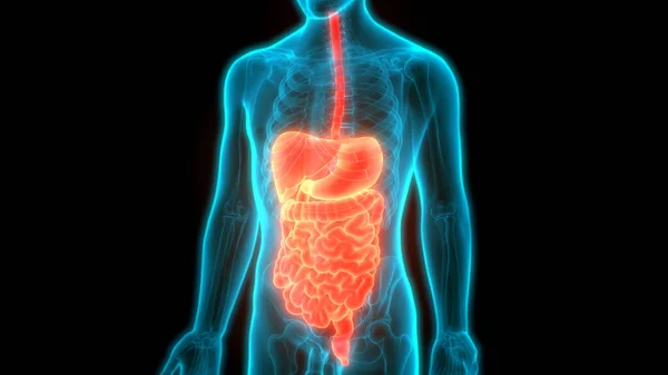 Sistema Digestivo Humano Anatomia Intestinal Grande — Fotografia de Stock