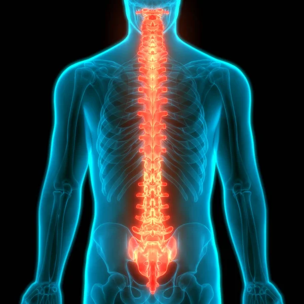 人間の骨格系の縦列解剖学 — ストック写真