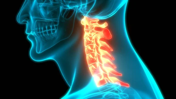 Cervical Vertebrae Illustration — 스톡 사진