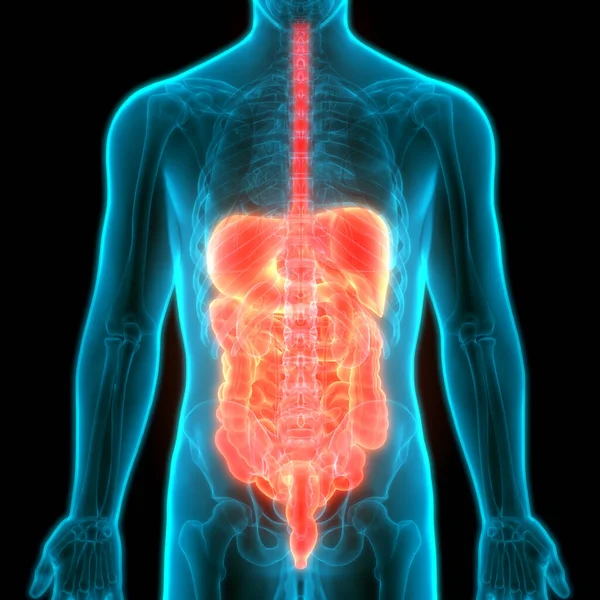 Human Digestive System Large Intestine Anatomy — ストック写真