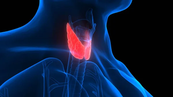 Emberi Test Mirigyek Pajzsmirigy Gland Anatómia — Stock Fotó