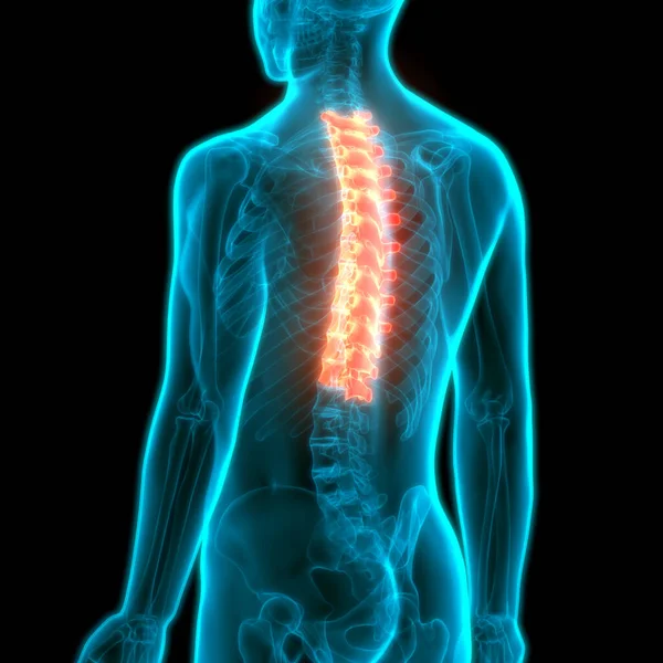 Columna Vertebral Vértebras Torácicas Anatomía Del Sistema Esquelético Humano — Foto de Stock