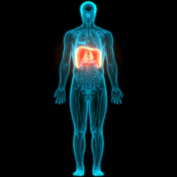 Órganos Del Cuerpo Humano Anatomía Del Diafragma —  Fotos de Stock