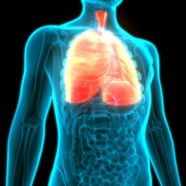 Sistema Respiratorio Humano Pulmones Anatomía —  Fotos de Stock